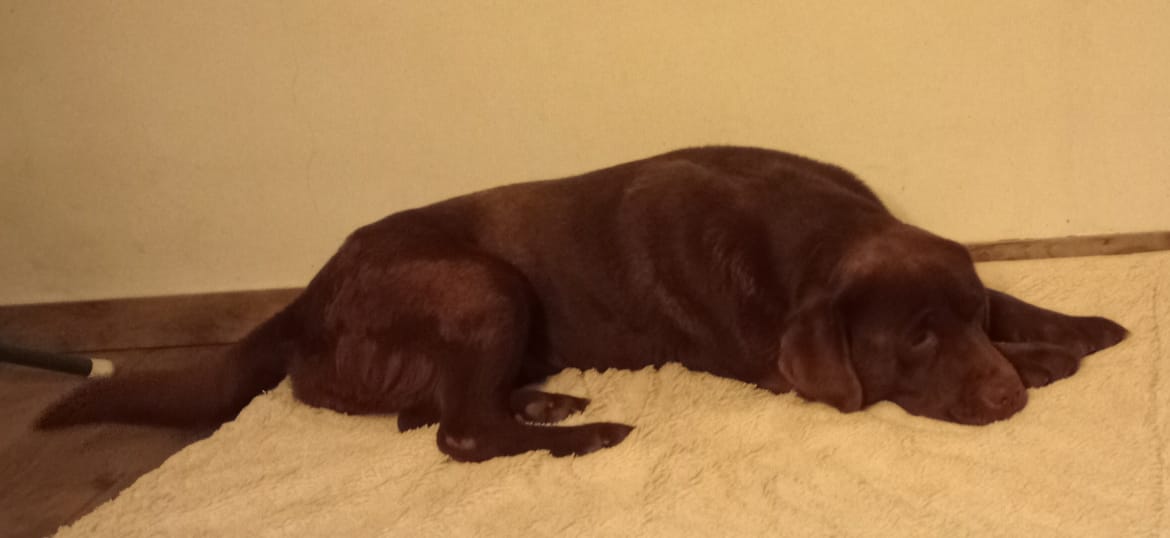 Bruine grote labrador